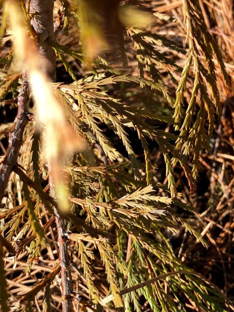 New growth on Cedar youth