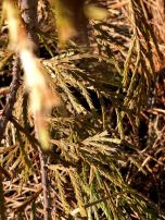 New growth on Cedar youth
