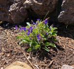 Salvia in Rock Garder