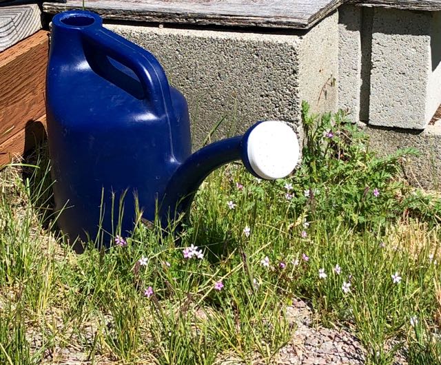 Water can and flowers